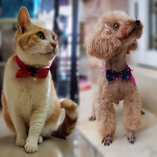Pet Bow: Stylish Accessories for Your Furry Companion